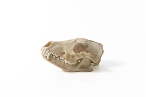 Image description is not available for 1998.1.2